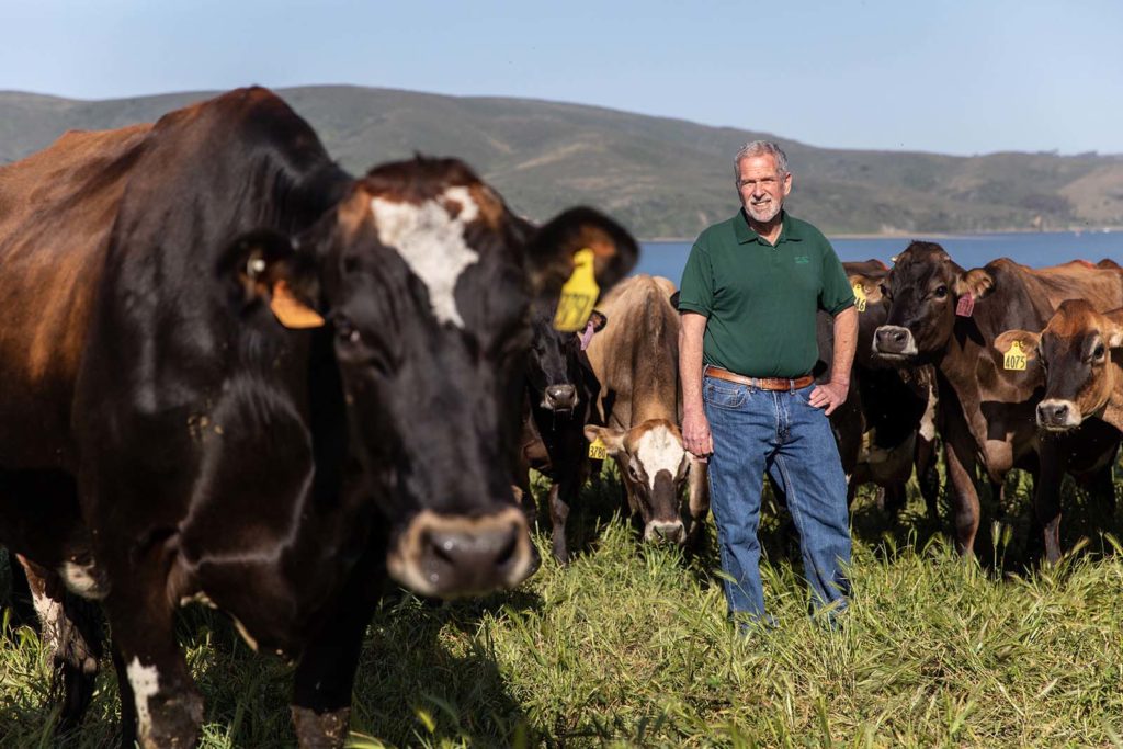 albert straus standing with herd of cows