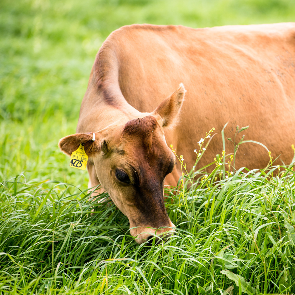 straus farm cow