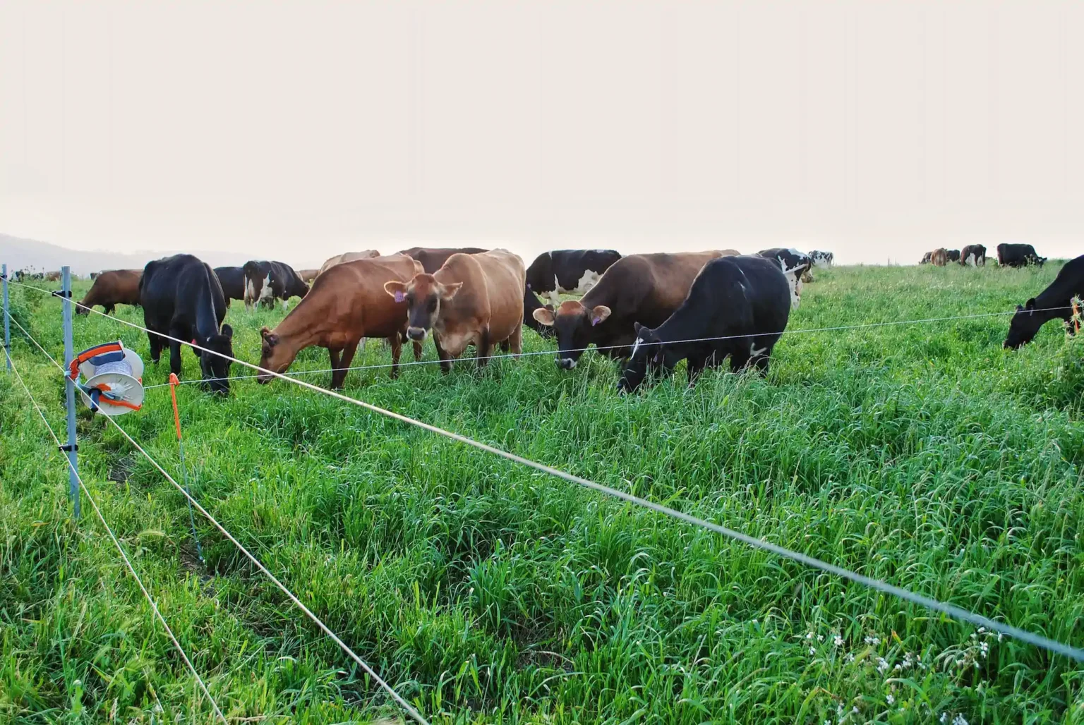fencing and herd 2