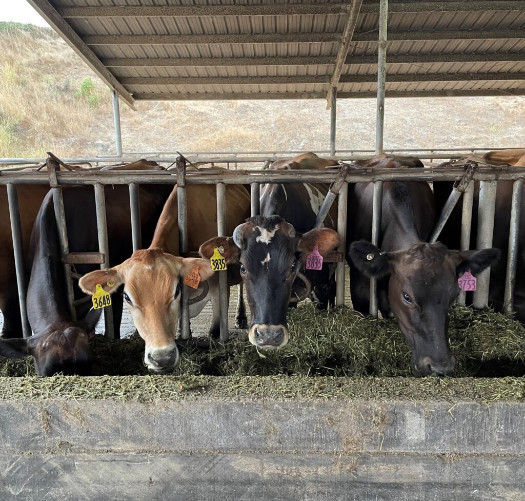 straus seaweed cows photo from bob cropped